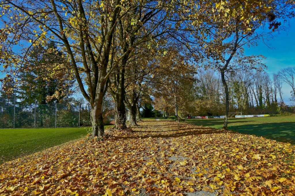 road covered with fallen leaves during daytime